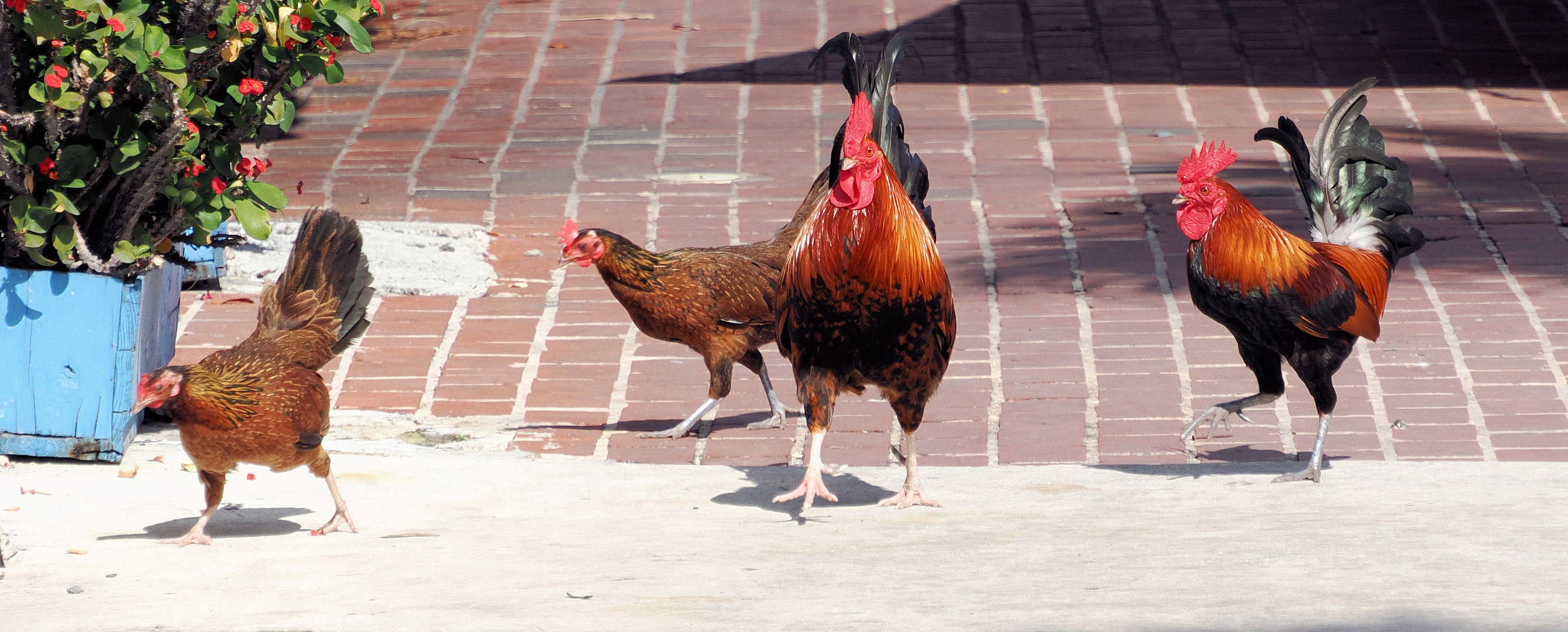 Die wilden Hühner von Key West …
