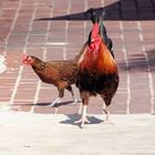 Die wilden Hühner von Key West …