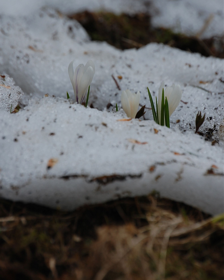 Die wilden Krokusse in den Bergen