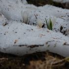 Die wilden Krokusse in den Bergen