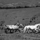 Die wilden Pferde der Pyrenäen