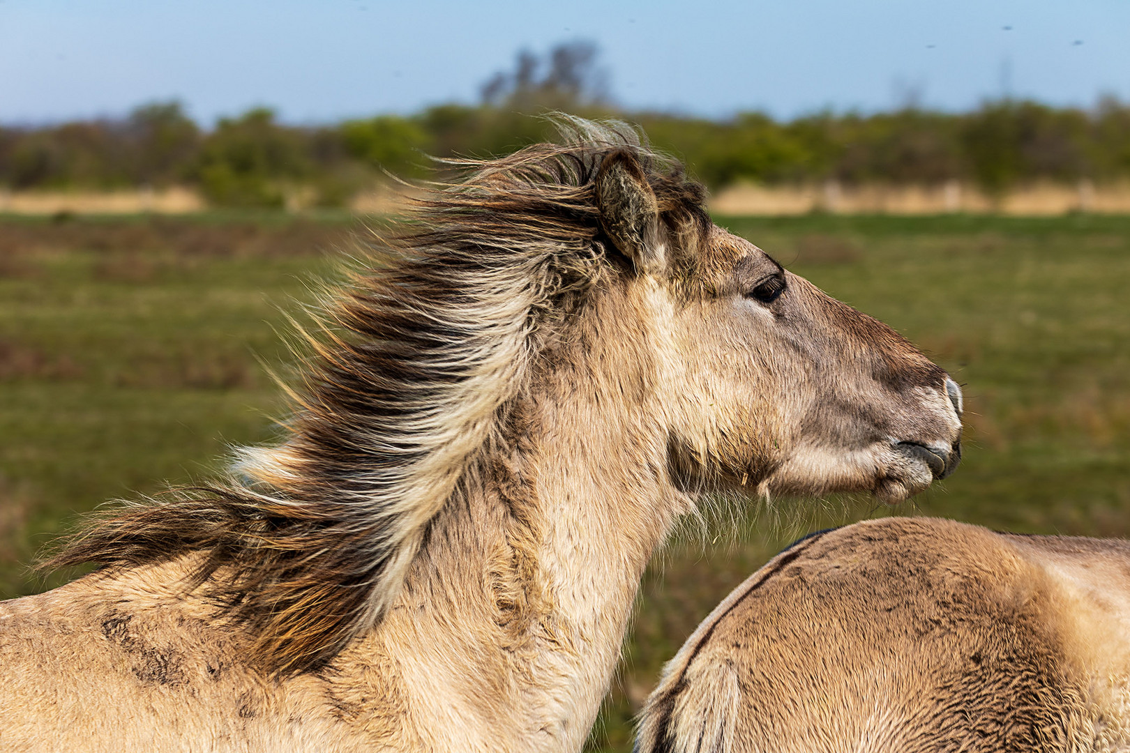 Die wilden Pferde von Lauwersmeer