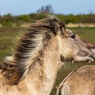 Die wilden Pferde von Lauwersmeer