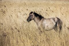 Die wilden Pferde von Lauwersmeer