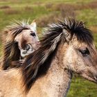 Die Wilden Pferde von Lauwersmeer