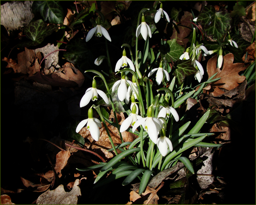 Die wilden Schneeglöckchen im Wald......