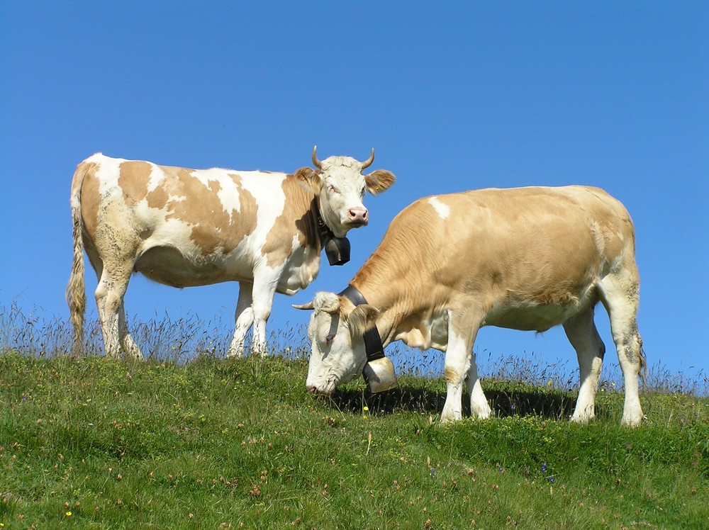 ...die wilden Schweizer Kühe Foto & Bild tiere, wildlife, säugetiere Bilder auf