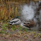 Die wilden Stockenten schlafen auf meiner Terrasse am Teich