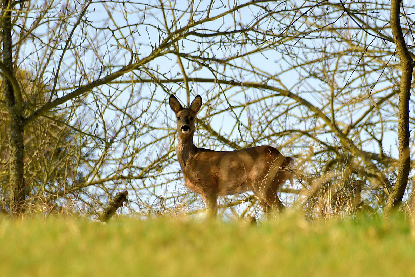 Die wilden Tiere des Odenwaldes