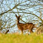 Die wilden Tiere des Odenwaldes