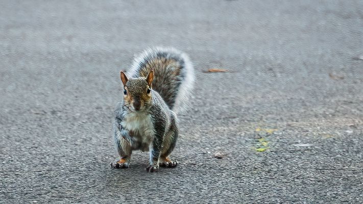 Die wilden Tiere von London - Grauhörnchen
