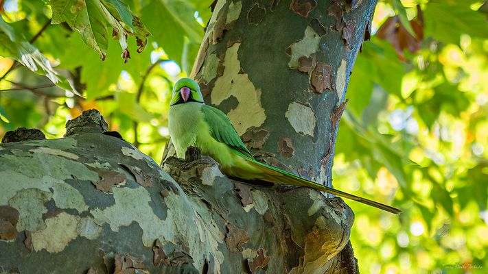 Die wilden Tiere von London - Halsbandsittich