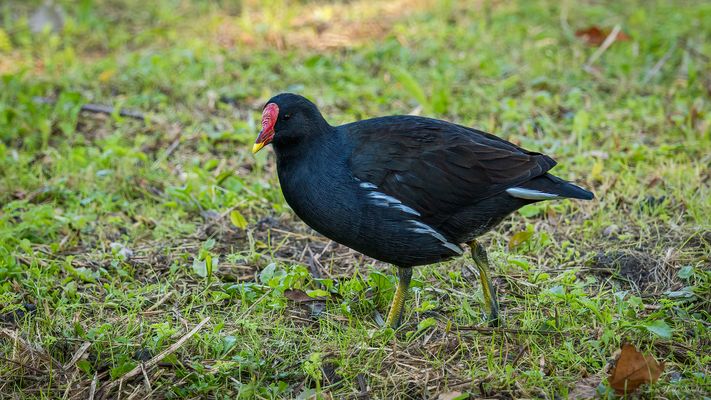 Die wilden Tiere von London - Teichhuhn