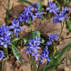 Die wilden Zweiblättrigen Blausternchen...