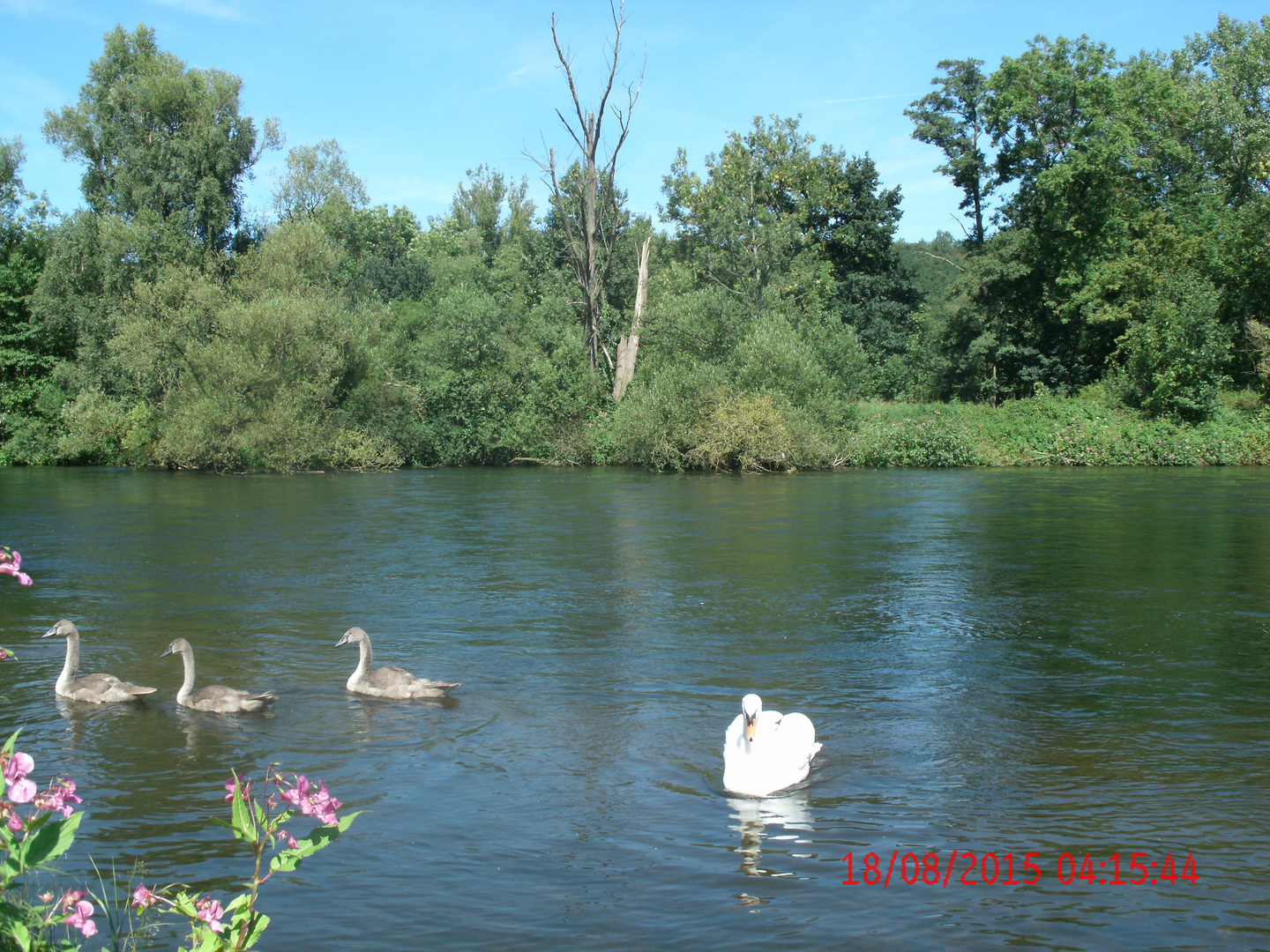 Die Wildenten und der wunderschöne Schwan