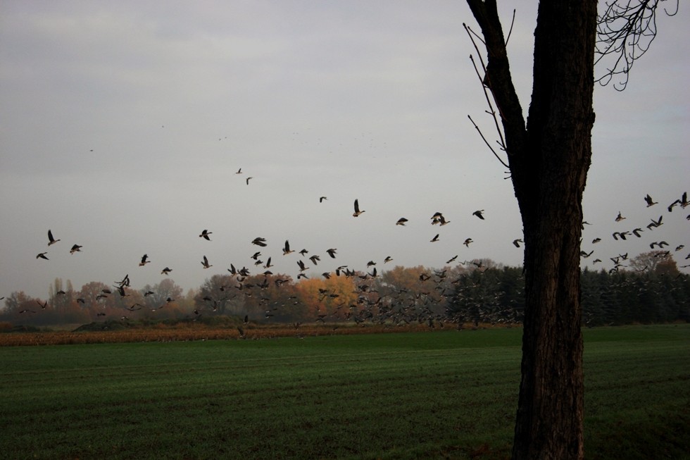 Die Wildgänse.