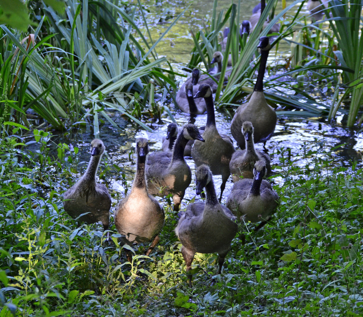 Die (Wild)Gänse kommen 