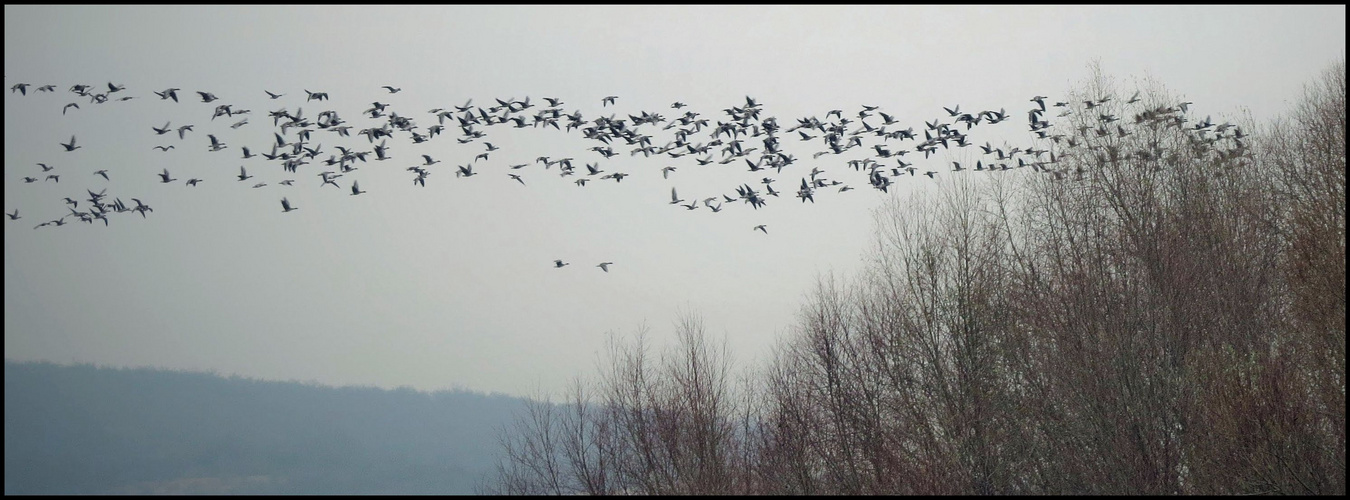 Die Wildgänse kommen