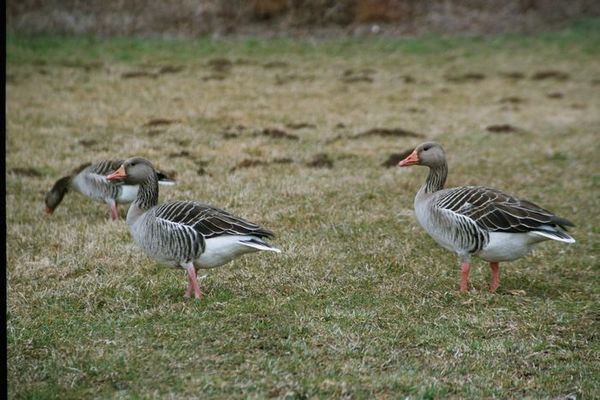 Die Wildgänse sind da