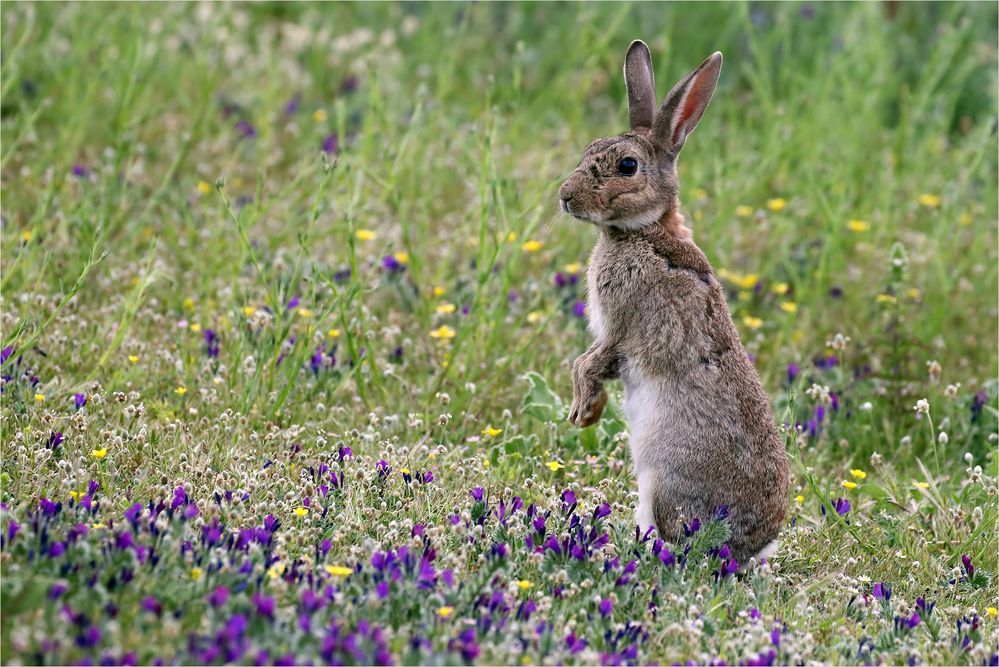 Die Wildkaninchen....