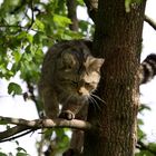 Die Wildkatze (Felis silvestris) 002, tierpark Lange Erlen in Basel (CH)