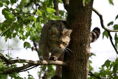 Die Wildkatze (Felis silvestris) 002, tierpark Lange Erlen in Basel (CH)