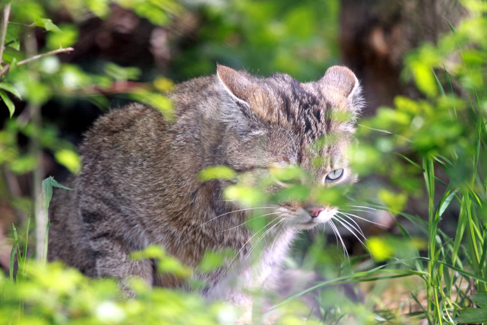 Die Wildkatze (Felis silvestris) 004, Tierpark Lange Erlen, Basel (CH)