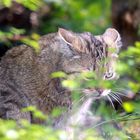 Die Wildkatze (Felis silvestris) 004, Tierpark Lange Erlen, Basel (CH)