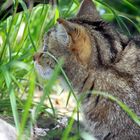 Die Wildkatze (Felis silvestris) 005, Tierpark Lange Erlen, CH