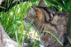 Die Wildkatze (Felis silvestris) 005, Tierpark Lange Erlen, CH