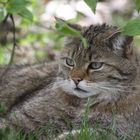 Die Wildkatze (Felis silvestris) 011, Tierpark Lange Erlen, Schweiz