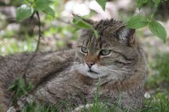 Die Wildkatze (Felis silvestris) 011, Tierpark Lange Erlen, Schweiz