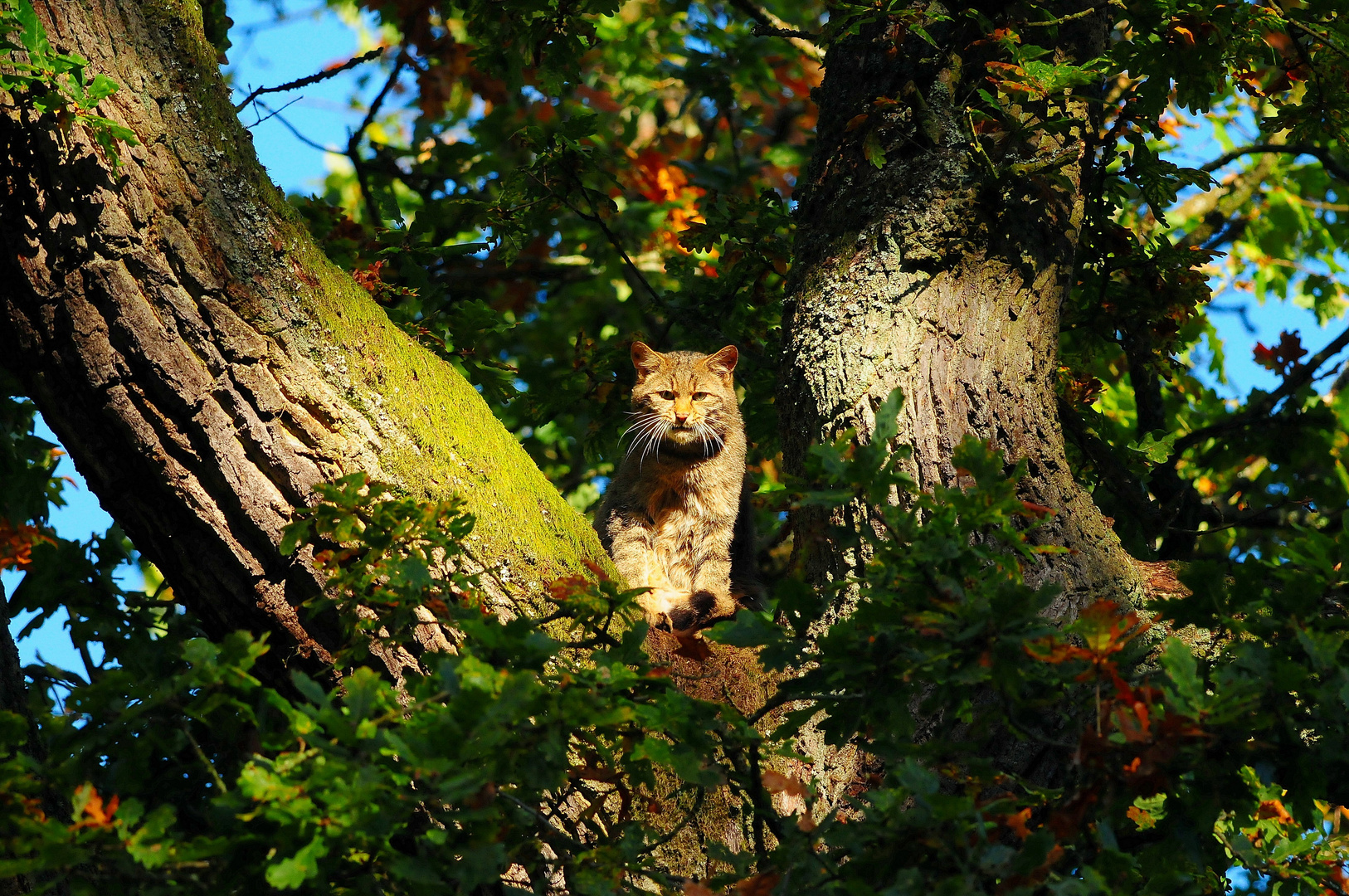 Die Wildkatze ließ mich nach unserer überraschenden Begegnung keine Sekunde aus den Augen