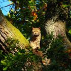 Die Wildkatze ließ mich nach unserer überraschenden Begegnung keine Sekunde aus den Augen