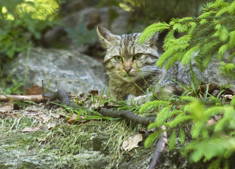 Die Wildkatze zeigte sich nicht ganz...