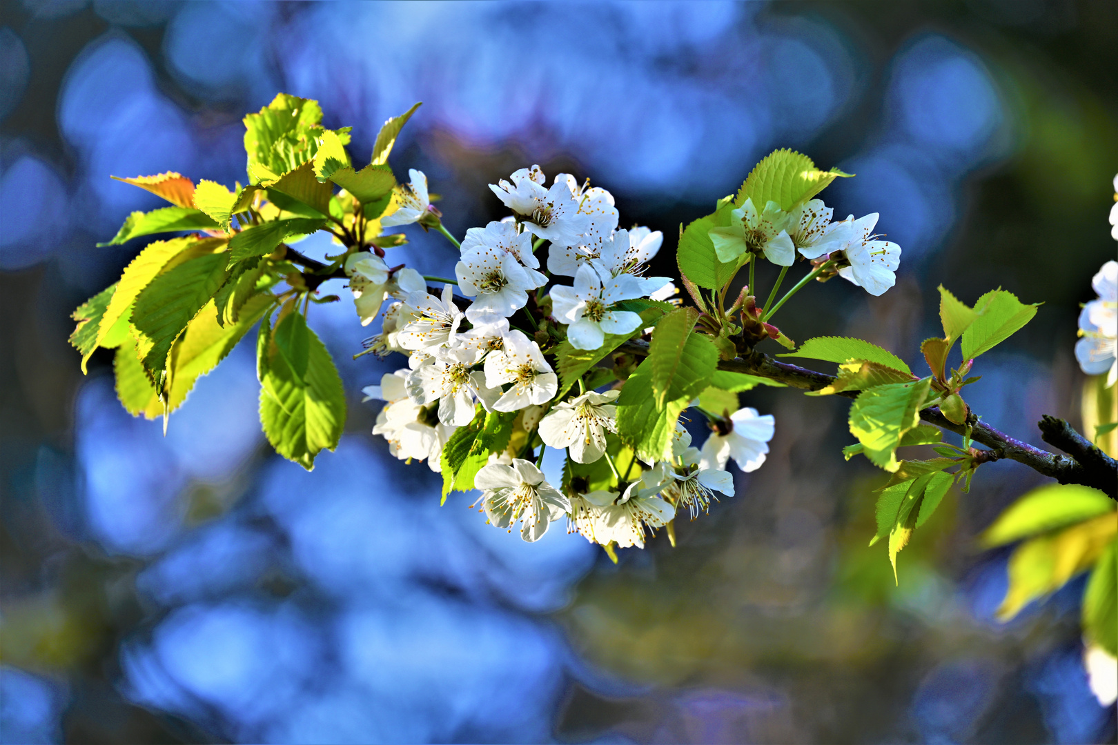 Die Wildkirschenblüten