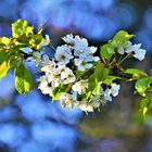 Die Wildkirschenblüten