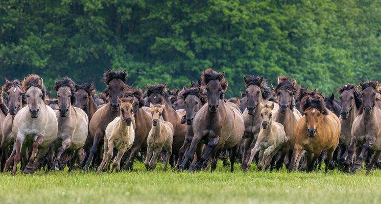 // Die Wildlinge aus dem Merfeld //