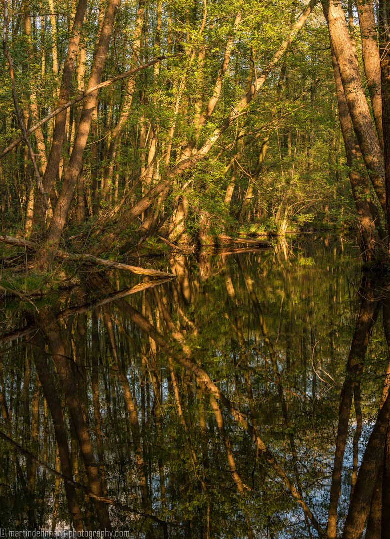 Die Wildnis am Fluss