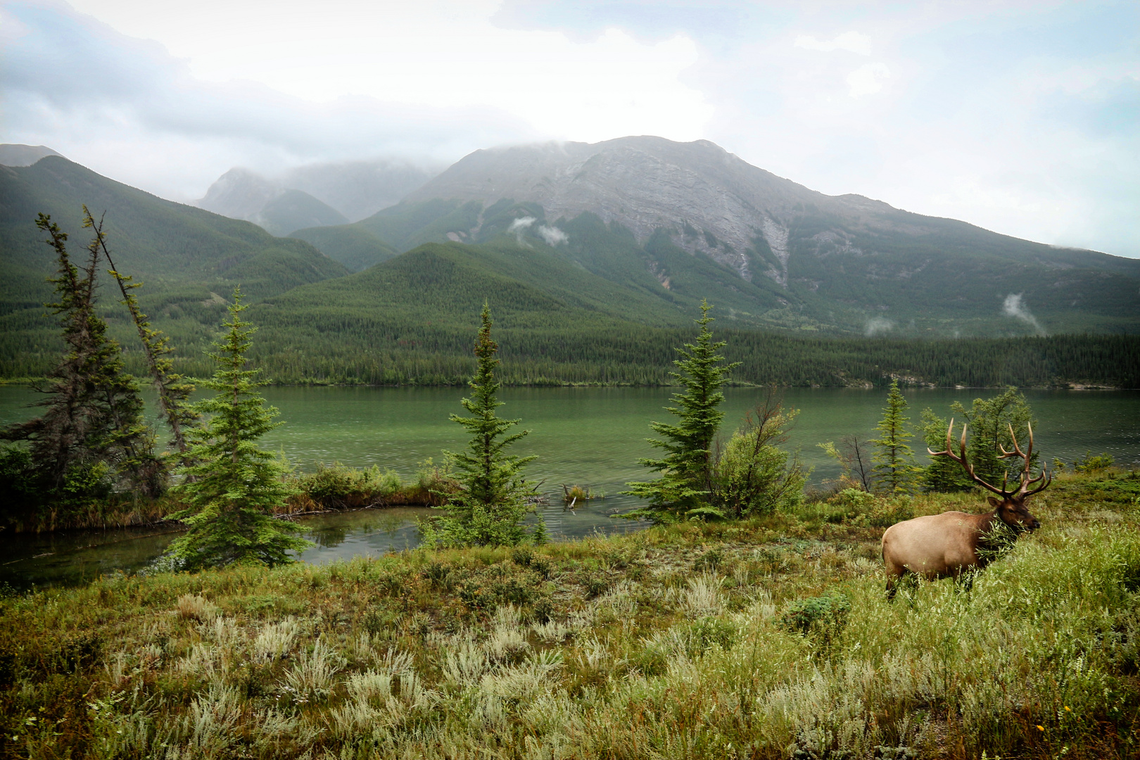 Die Wildnis des Jasper Nationalpark