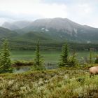 Die Wildnis des Jasper Nationalpark