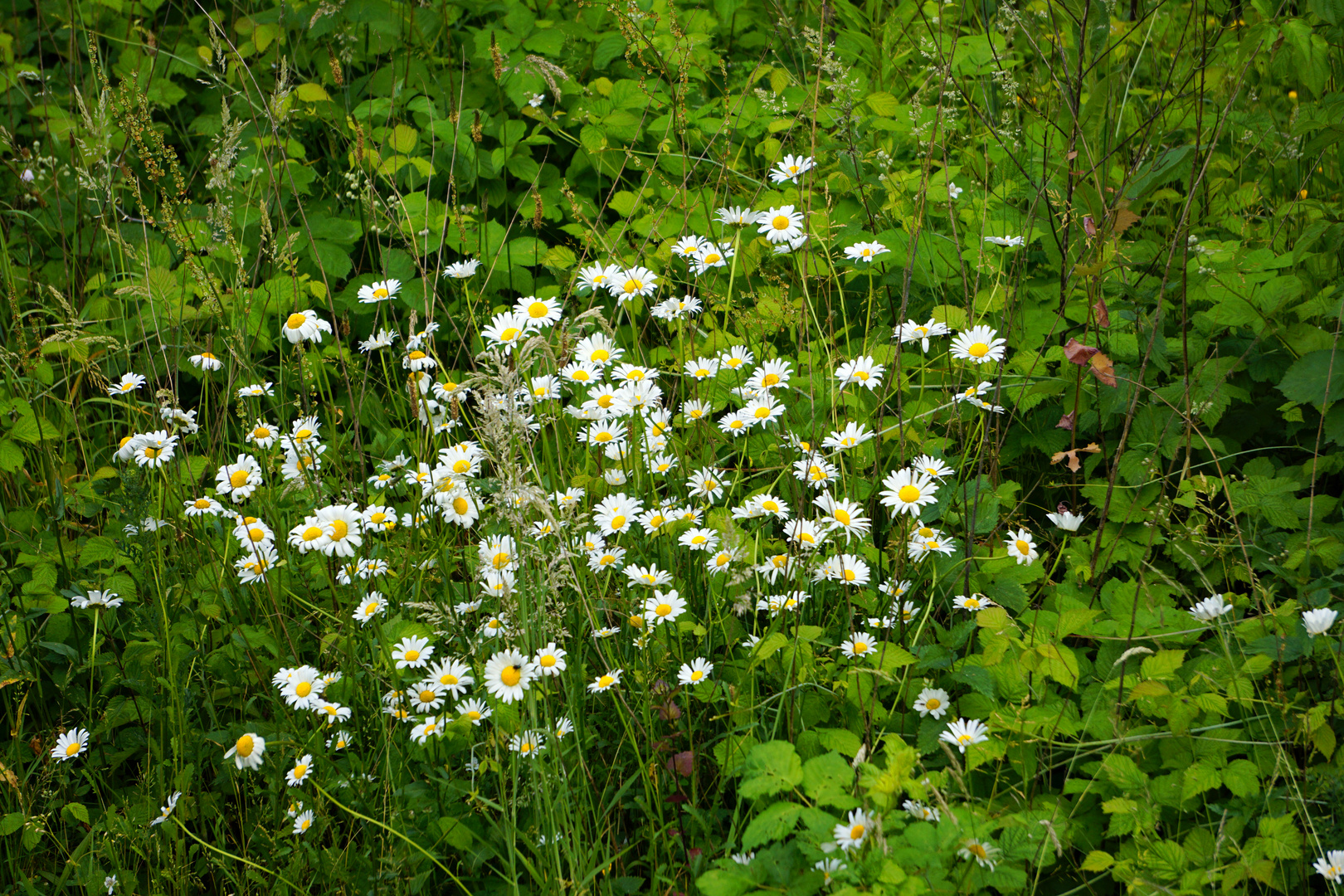 Die Wildnis hinter dem Haus