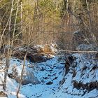 Die Wildnis, in der ich meine "Schätze" finde. - La forêt dans laquelle je trouve mes "trésors"...