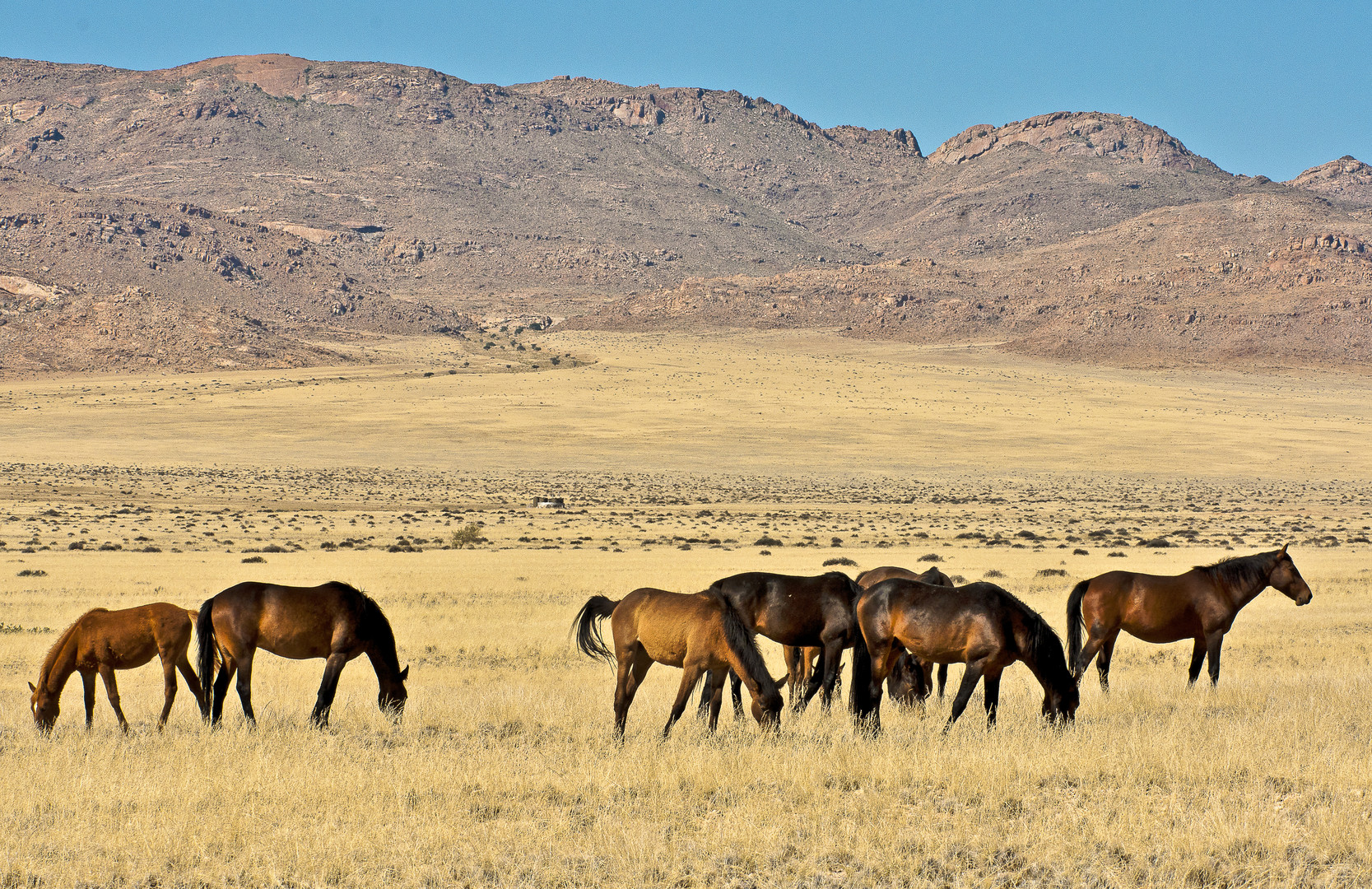 Die Wildpferde der Namib - 1