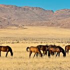 Die Wildpferde der Namib - 1