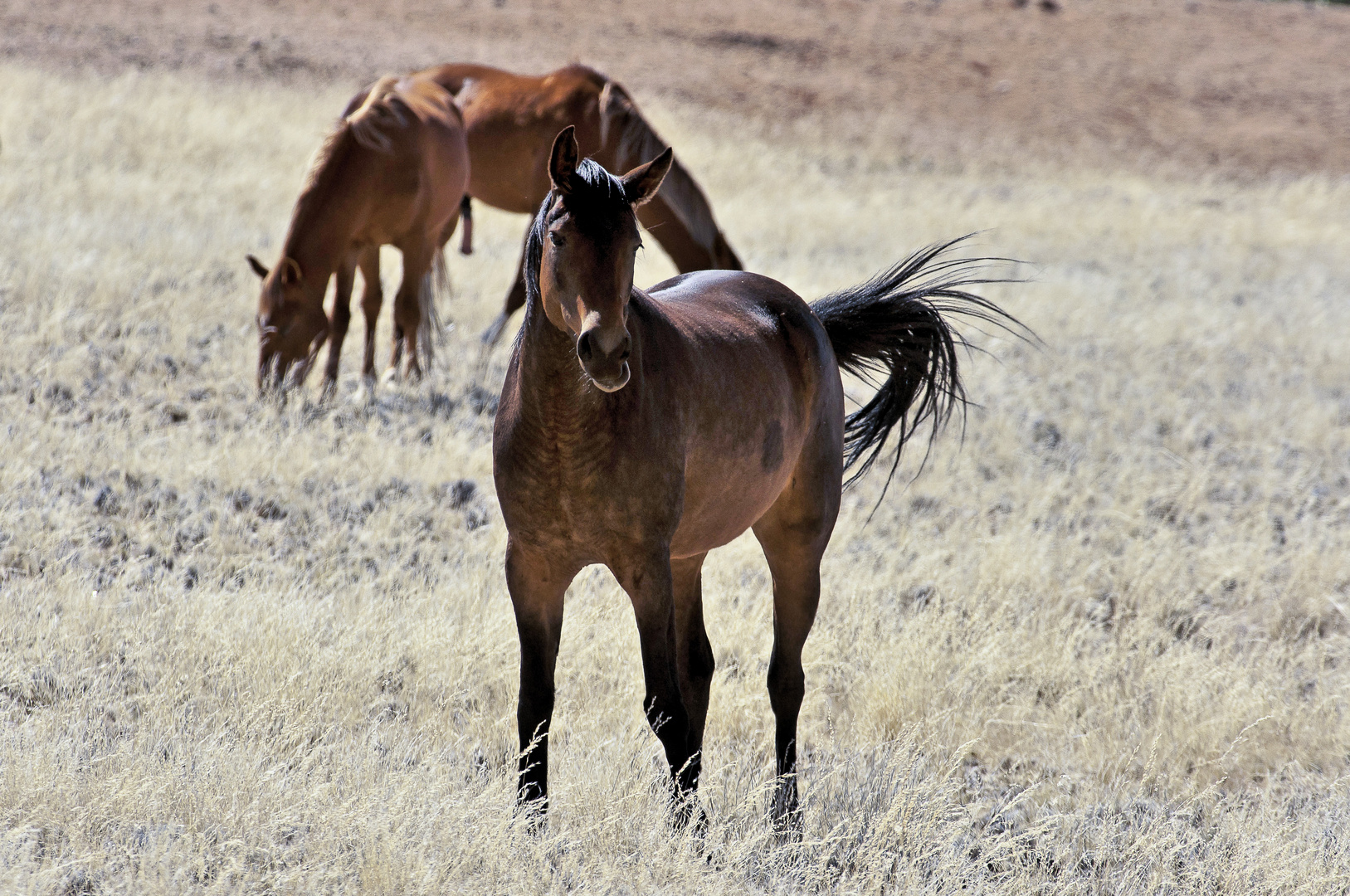 Die Wildpferde der Namib - 2