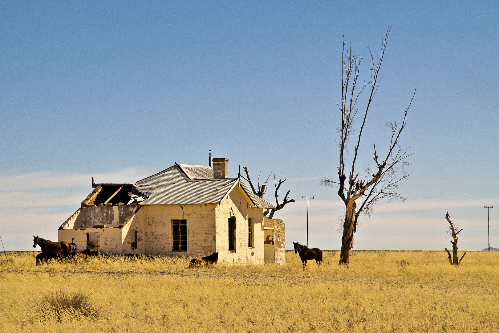 Die Wildpferde der Namib - 3