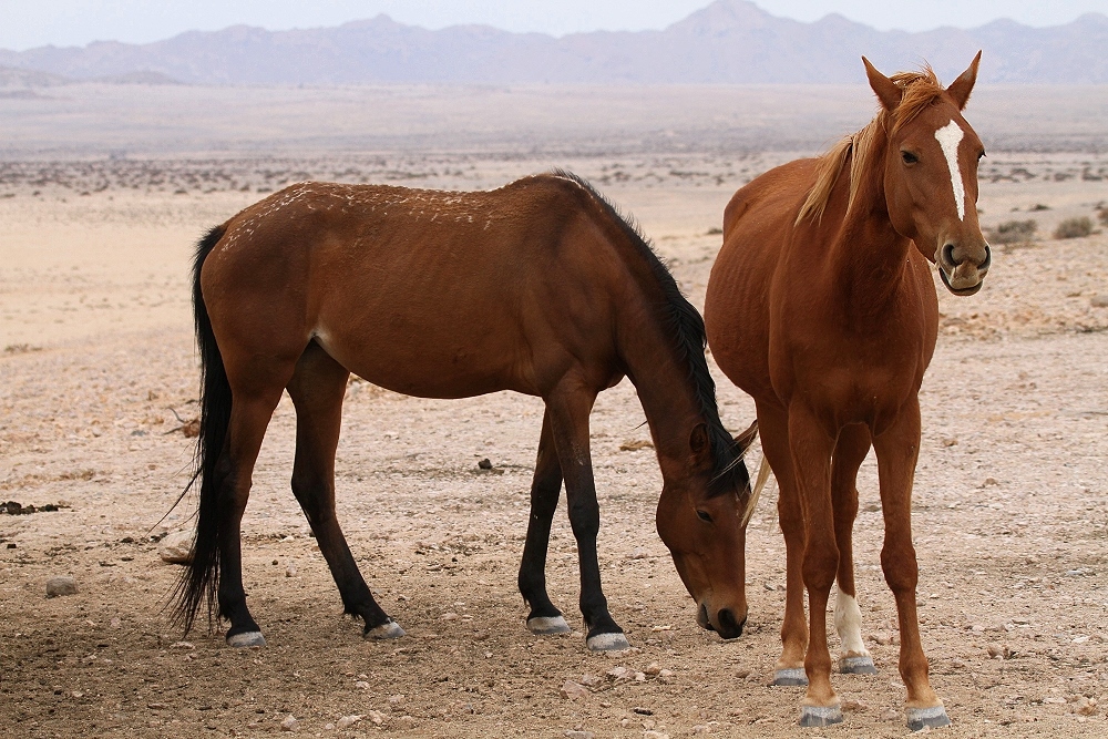 Die Wildpferde der Namib