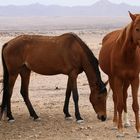 Die Wildpferde der Namib