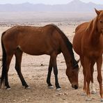 Die Wildpferde der Namib